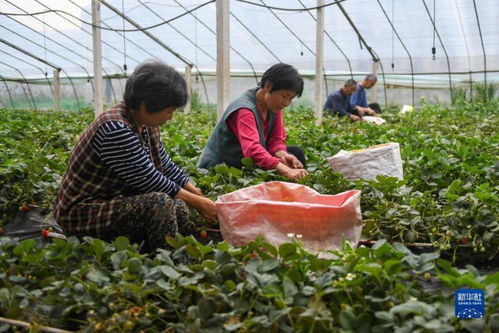 山东泰安 农业合作社特色种植富乡村